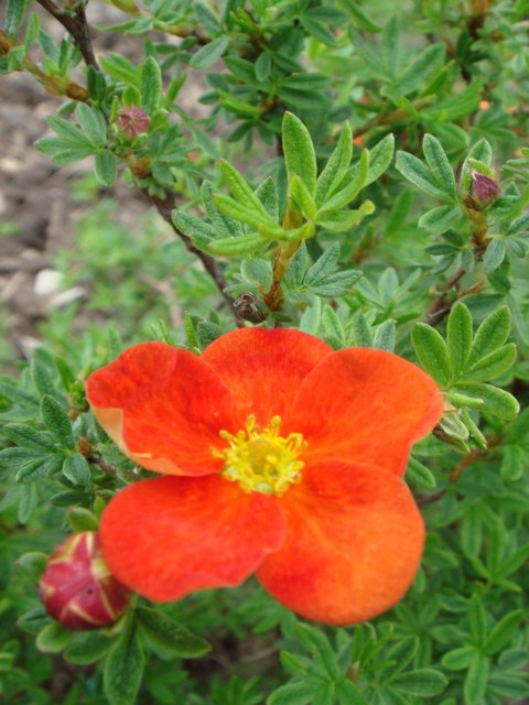 Potentilla fruticosa 'Red Ace' fleur